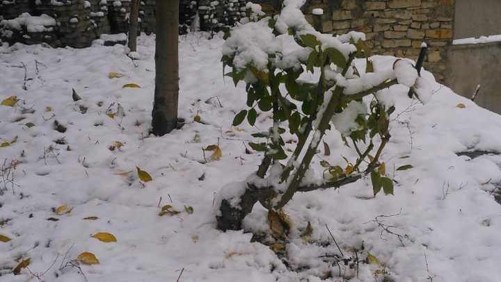 Ninge abundent la Bălţi. Stratul de zăpadă, bucurie pentru copii şi năpastă pentru şoferi (VIDEO)