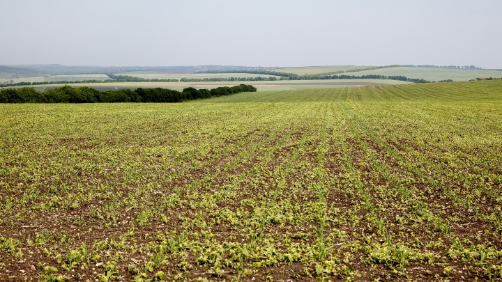 Ţara din UE care ocupă locul de frunte în ceea ce privește populația implicată în agricultură