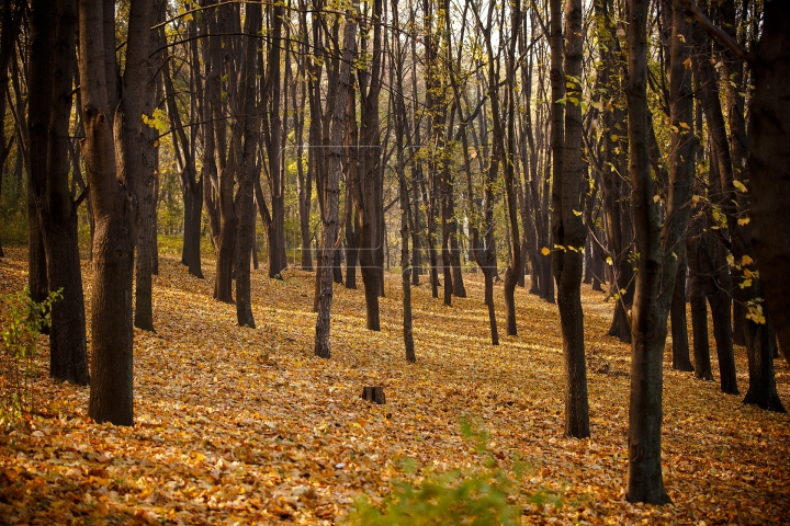 Toamnele, în Moldova toamnele! Cum va fi vremea în următoarele zile (FOTOREPORT)