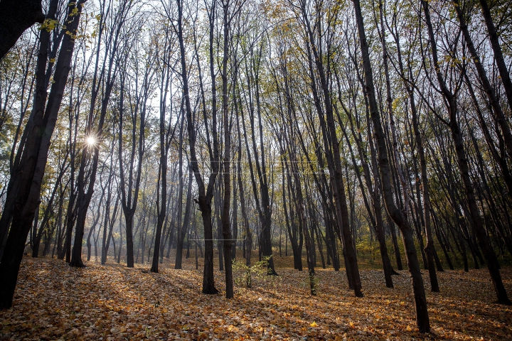 Toamnele, în Moldova toamnele! Cum va fi vremea în următoarele zile (FOTOREPORT)