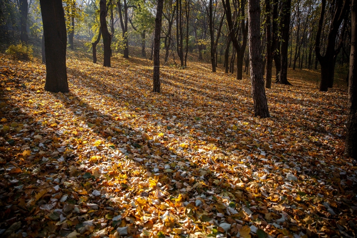 Toamnele, în Moldova toamnele! Cum va fi vremea în următoarele zile (FOTOREPORT)