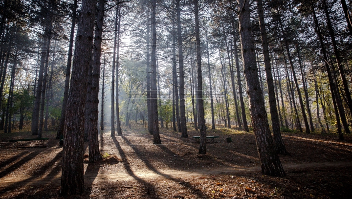 Premieră în Europa! O ţară va interzice tăierea arborilor timp de zece ani