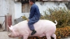 Un fermier din China şi-a şocat vecinii. A ieşit călare pe un porc uriaş (VIDEO)