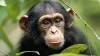 Număr de magie în fața unei maimuțe. Reacția de milioane a primatei (VIDEO)