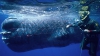 Operaţiune spectaculoasă în Chile: O balenă a fost salvată de la moarte