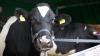 Misiune de salvare inedită la Criuleni. O vacă a căzut într-o fântână (VIDEO)