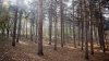 Pădurile sunt furate la greu în Moldova! Numărul defrișărilor ilegale S-A TRIPLAT