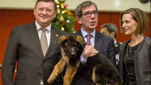 Dobrînya, ciobănescul german oferit de Rusia francezilor, a ajuns la destinaţie