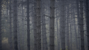 METEO 11 decembrie. Vânt moderat şi ceaţă în toată ţara