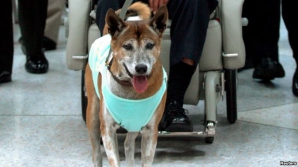 Un internaut riscă 37 de ani de închisoare pentru că a spus cuvinte ofensatoare în adresa unui... câine