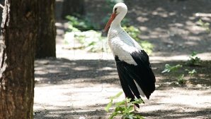 PIERDERE pentru Moldova! Vietăţile ce riscă să dispară pentru totdeauna din ţara noastră