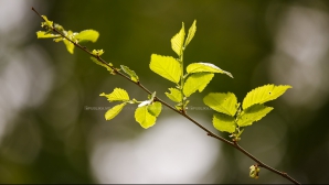 Copaci înmuguriţi în ajun de Revelion. Sălciile din sudul ţării au şi frunze. "Nu e un semn bun"