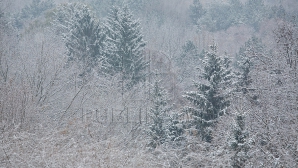DESCOPERIRE IMPRESIONANTĂ! Nu o să-ţi vină să crezi ce vârstă are cel mai BĂTRÂN copac din lume (FOTO)