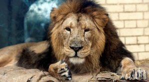 O noapte în compania leilor. Menajeria din Londra a elaborat un nou serviciu  