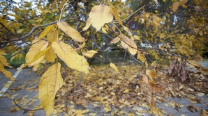 METEO 4 decembrie 2015. Vreme cu soare la început de iarnă