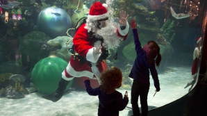 Spectacol în apă! Un Moş Crăciun a făcut senzaţie, dansând alături de mii de sardine (VIDEO)