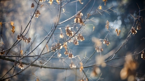 METEO: Cum va fi vremea de Crăciun şi în următoarele zile