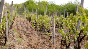 Este gratis, dar obligator. Registrul Vitivinicol va deveni un puternic instrument de promovare