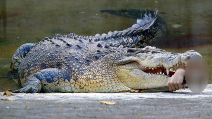 CAZ INCREDIBIL. Un aligator a ucis un hoţ care s-a ascuns de poliţie într-un lac