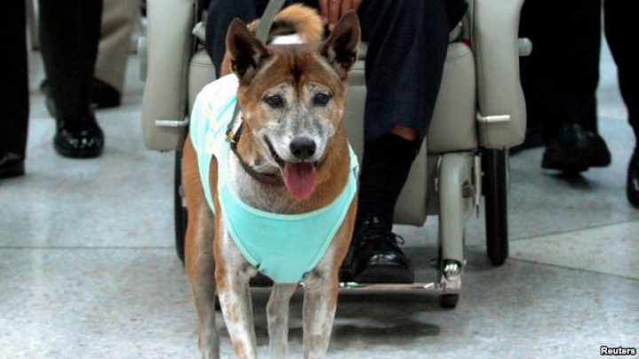 Un internaut riscă 37 de ani de închisoare pentru că a spus cuvinte ofensatoare în adresa unui... câine