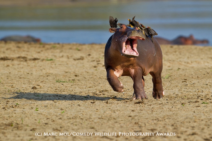 Fotografii inedite cu cele mai amuzante animale! Poza care a fost desemnată câștigătoare