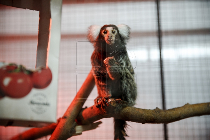 MINUNĂŢIE la Grădina Zoologică din Chişinău. Cum sunt îngrijite animalele pe timp de iarnă (FOTO)