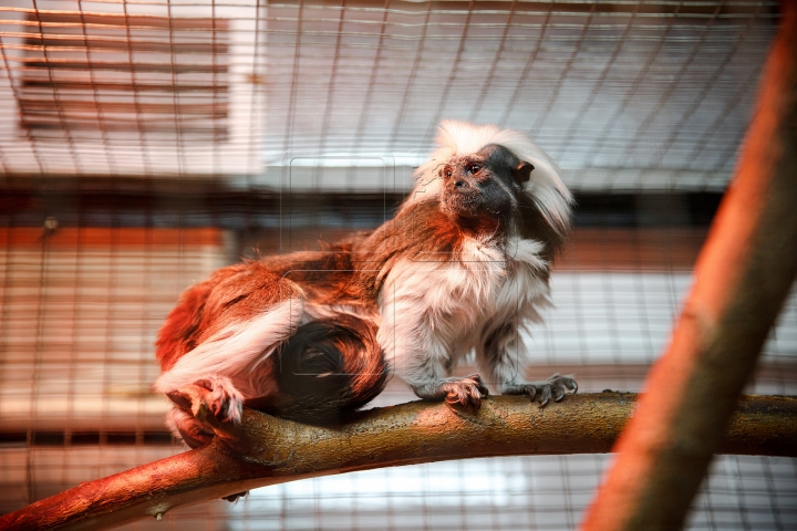 MINUNĂŢIE la Grădina Zoologică din Chişinău. Cum sunt îngrijite animalele pe timp de iarnă (FOTO)