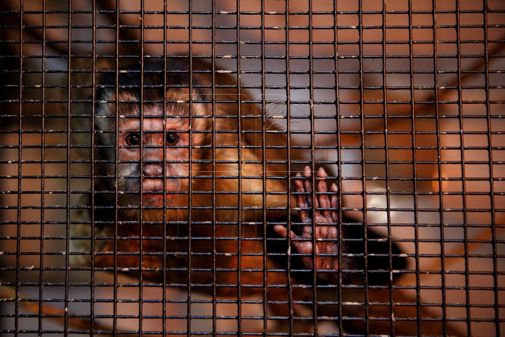 MINUNĂŢIE la Grădina Zoologică din Chişinău. Cum sunt îngrijite animalele pe timp de iarnă (FOTO)