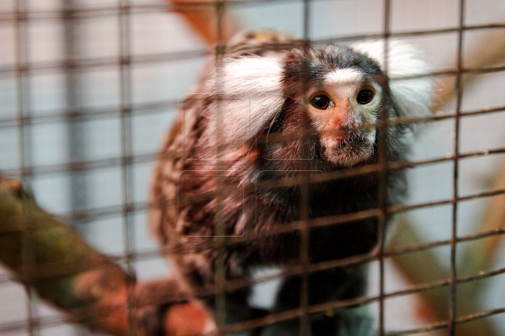 MINUNĂŢIE la Grădina Zoologică din Chişinău. Cum sunt îngrijite animalele pe timp de iarnă (FOTO)