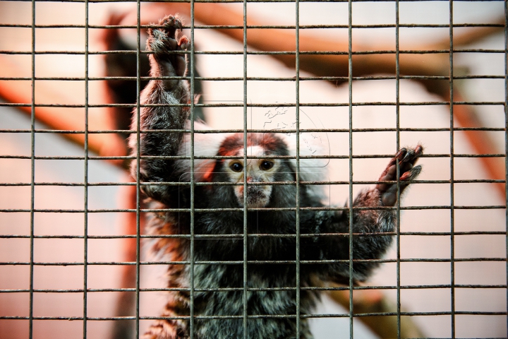 MINUNĂŢIE la Grădina Zoologică din Chişinău. Cum sunt îngrijite animalele pe timp de iarnă (FOTO)