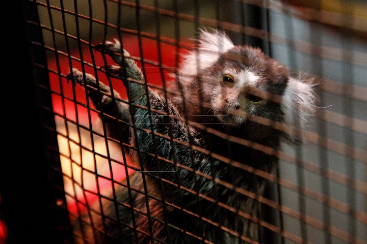 MINUNĂŢIE la Grădina Zoologică din Chişinău. Cum sunt îngrijite animalele pe timp de iarnă (FOTO)