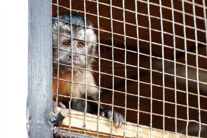 MINUNĂŢIE la Grădina Zoologică din Chişinău. Cum sunt îngrijite animalele pe timp de iarnă (FOTO)