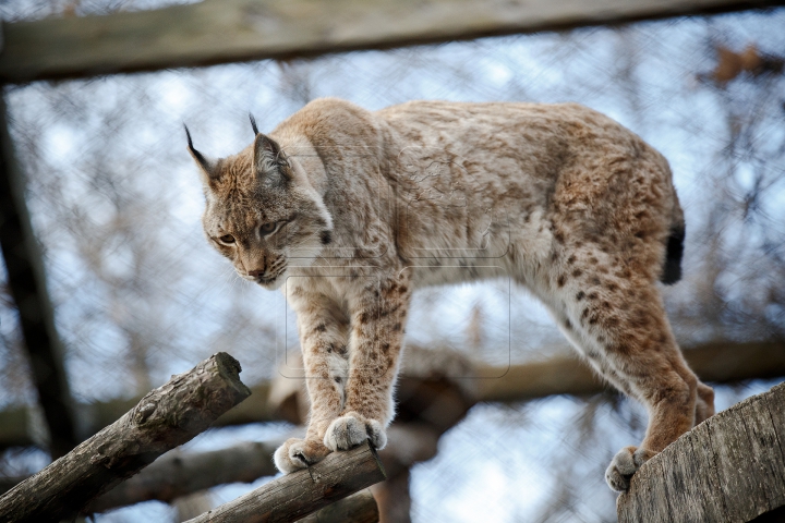 MINUNĂŢIE la Grădina Zoologică din Chişinău. Cum sunt îngrijite animalele pe timp de iarnă (FOTO)