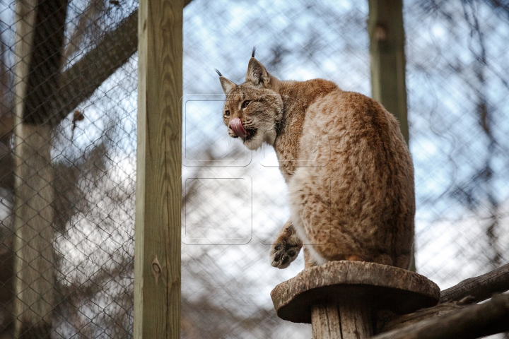 MINUNĂŢIE la Grădina Zoologică din Chişinău. Cum sunt îngrijite animalele pe timp de iarnă (FOTO)