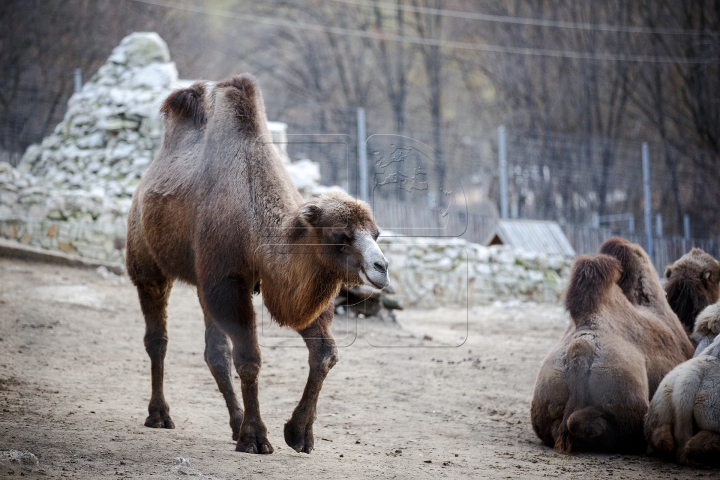 MINUNĂŢIE la Grădina Zoologică din Chişinău. Cum sunt îngrijite animalele pe timp de iarnă (FOTO)