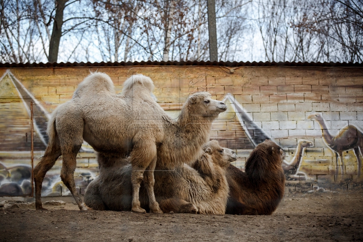 MINUNĂŢIE la Grădina Zoologică din Chişinău. Cum sunt îngrijite animalele pe timp de iarnă (FOTO)