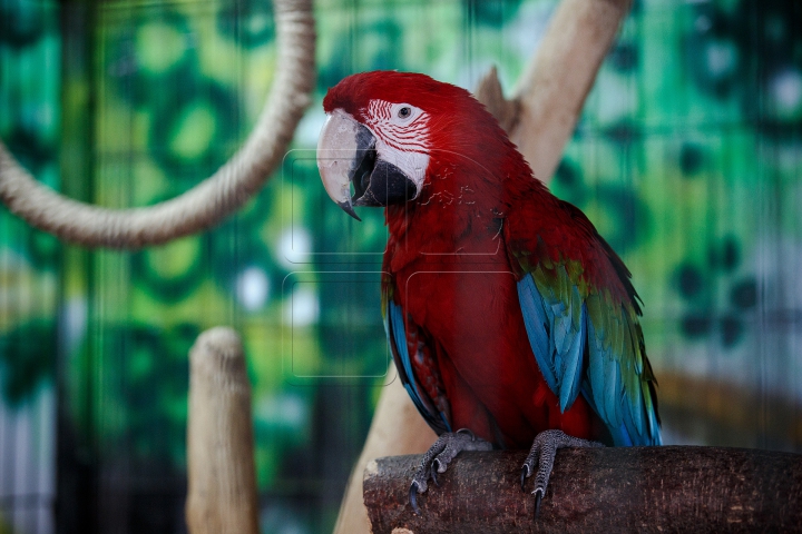 MINUNĂŢIE la Grădina Zoologică din Chişinău. Cum sunt îngrijite animalele pe timp de iarnă (FOTO)