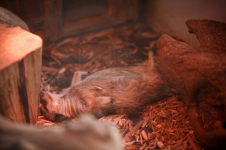 MINUNĂŢIE la Grădina Zoologică din Chişinău. Cum sunt îngrijite animalele pe timp de iarnă (FOTO)