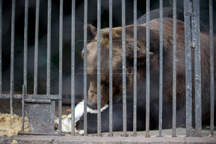 MINUNĂŢIE la Grădina Zoologică din Chişinău. Cum sunt îngrijite animalele pe timp de iarnă (FOTO)