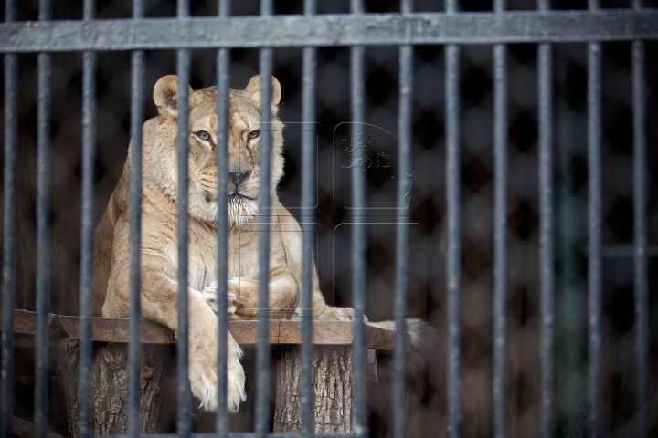 MINUNĂŢIE la Grădina Zoologică din Chişinău. Cum sunt îngrijite animalele pe timp de iarnă (FOTO)