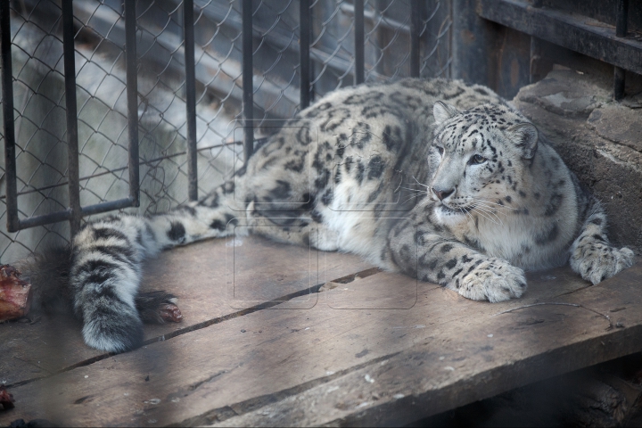 MINUNĂŢIE la Grădina Zoologică din Chişinău. Cum sunt îngrijite animalele pe timp de iarnă (FOTO)