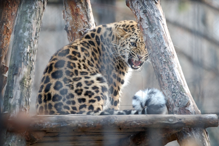 MINUNĂŢIE la Grădina Zoologică din Chişinău. Cum sunt îngrijite animalele pe timp de iarnă (FOTO)