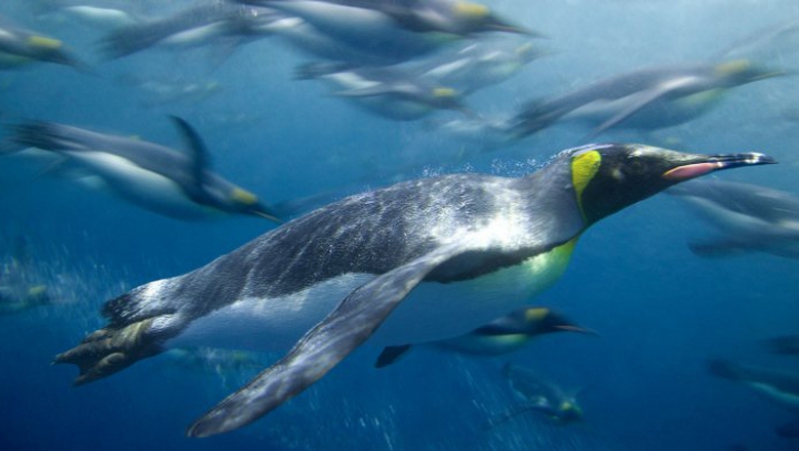 (FOTO) Cum arată insula locuită doar de pinguini