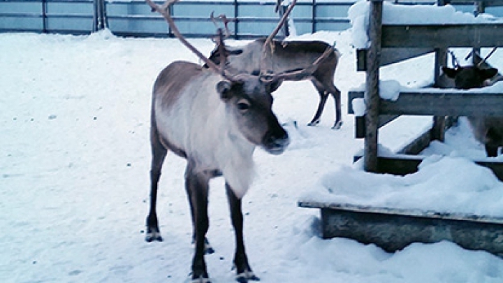 Moş Crăciun din Siberia a pierdut un ren. A fost găsit imediat la vecini