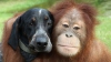 Prietenie fără bariere. O maimuţă şi un căţeluş din India sunt de nedespărţit (FOTO)