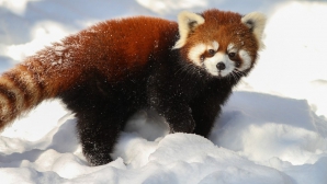 IMAGINI VIRALE! Reacția a doi panda roșii atunci când se plimbă prin zăpadă (VIDEO)