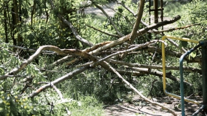 STOP exportului de lemn. Ministerul Mediului, pornit să pună capăt tăierilor ilegale de arbori 