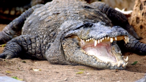 REVOLTĂTOR! 124 de crocodili au murit sufocaţi într-un camion