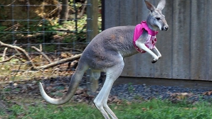 Pentru că e Australia. Cangurii nu pot rămâne NEIMPLICAŢI în atentate teroriste 