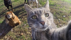 Mania selfie-urilor a cuprins şi felinele. Un motan din Australia a învăţat să-şi facă singur poze